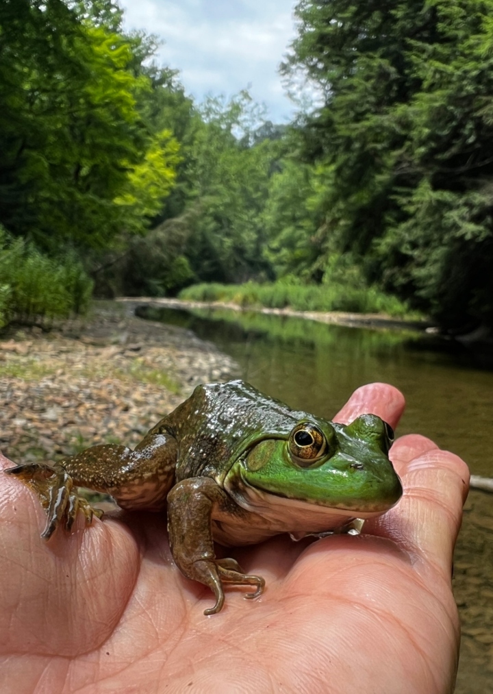 American Bullfrog